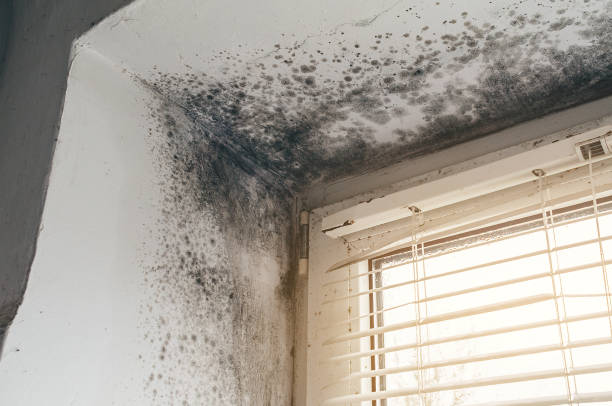 Affordable Mold Cleanup solutions in Roxbury Crossing, MA
