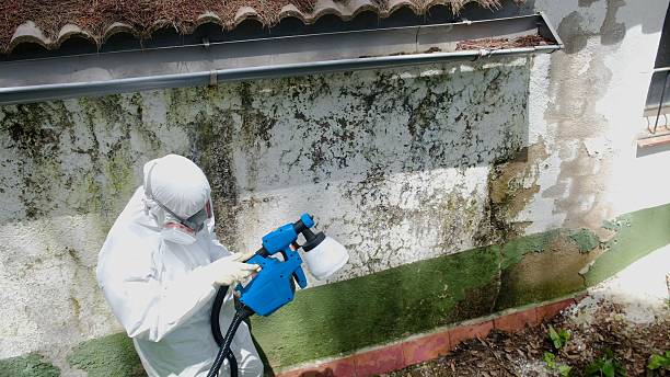 Trusted Attic Mold Removal service in Roxbury Crossing, MA - Cheap Mold Removal